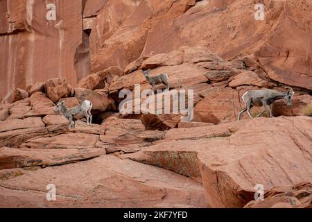 Young Big Horn Lamb Stands Between Two Adults On Sandstone Rocks in Valley of Fire State Park Stock Photo
