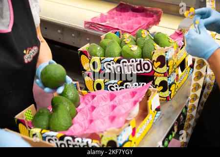 Image of fresh avocado in crates during packaging at Sigfrido factory Stock Photo