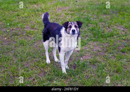 Mongrel dog walks in the park. Mongrel dog walks in fresh air on the green grass. A happy domestic dog. Stock Photo