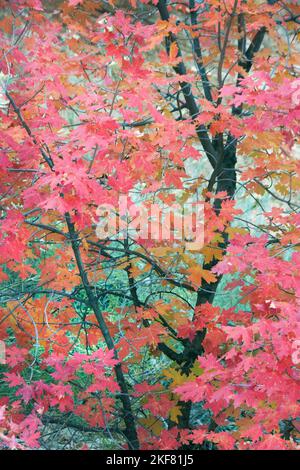 Canyon or Bigtooth Maple (Acer grandidentatum)  Autumn color, Zion National Park, Utah Stock Photo