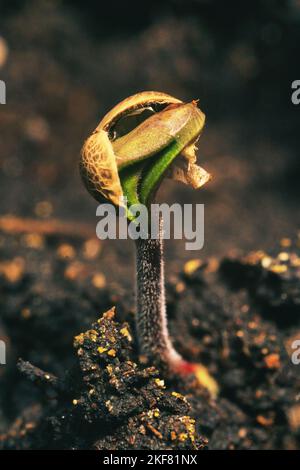 cannabis seedling, hemp germination, marihuana breaks from soil, seed germination hanf Stock Photo