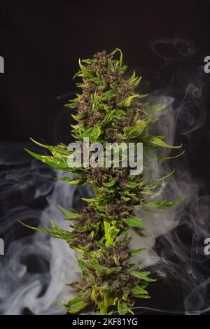 red cannabis in smoke, purple marihuana smoke, hemp, hanf, copy space Stock Photo