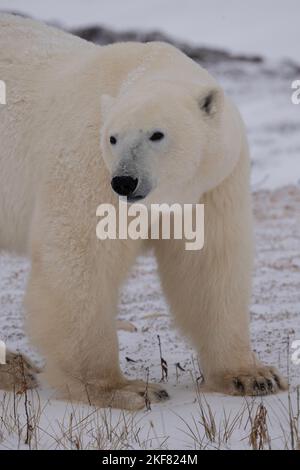 Polar bears in Churchill Stock Photo