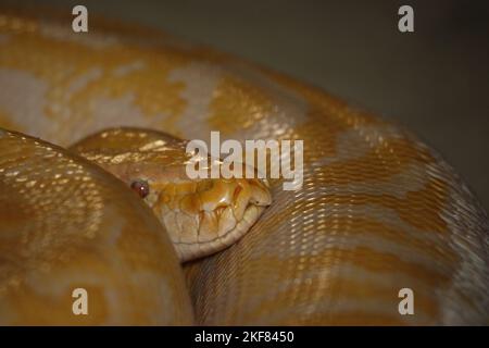 Dunkler Tigerpython / Burmese python / Python molurus bivittatus Stock ...