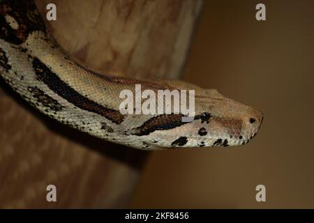 Dunkler Tigerpython / Burmese python / Python molurus bivittatus Stock ...