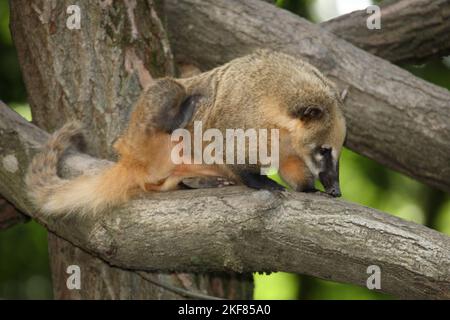 Südamerikanischer Nasenbär / South American coati / Nasua nasua Stock Photo