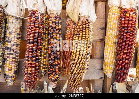 Colorful fall Indian Corn decoration for sale at local orchard Stock Photo