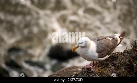 Seagull on Pacific Ocean cliff Stock Photo