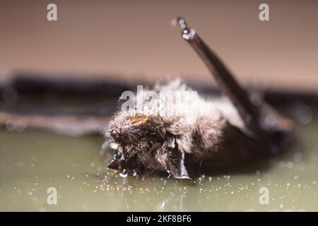 Pest control bat caught in glue trap. Rodent caught in home. Stock Photo