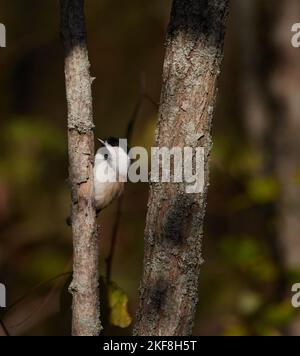 Black-capped Chickadee in the sunlight, perched on the side of a tree. Blurred background of colourful fall leaves visible in the background. Stock Photo