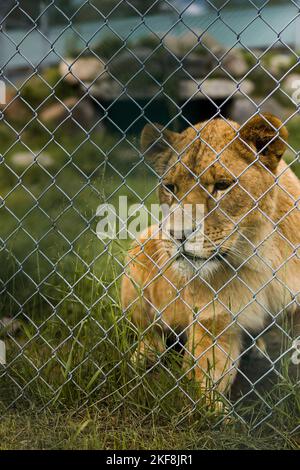 A Liger sitting on grassfarm behind metal fence mesh pattern Stock Photo