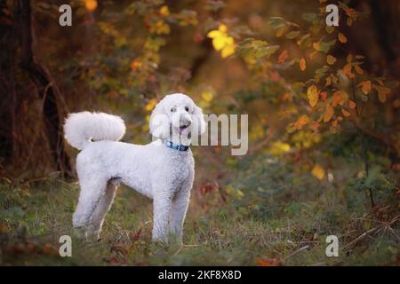 standing giant poodle Stock Photo