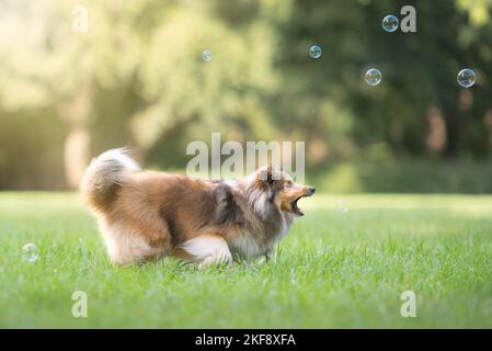 playing Sheltie Stock Photo