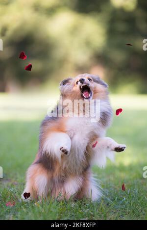 playing Sheltie Stock Photo