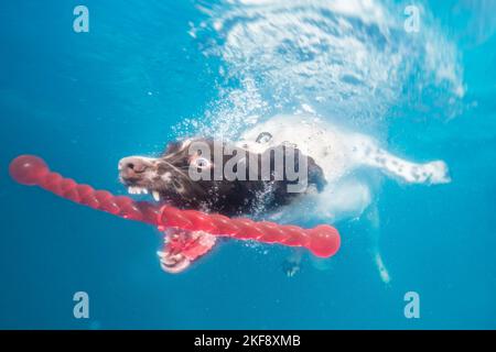 diving English Springer Spaniel Stock Photo