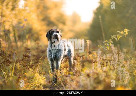 German wirehaired Pointer Stock Photo
