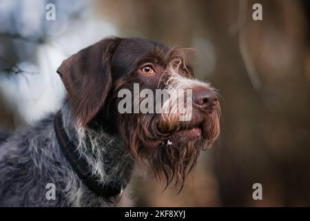German wirehaired Pointer Portrait Stock Photo