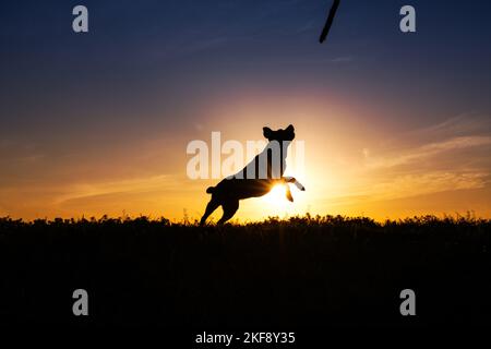 jumping Labrador Retriever Stock Photo