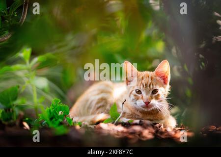 young European Shorthair Stock Photo
