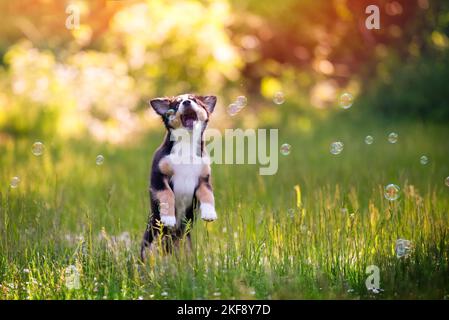 playing Australian Shepherd Puppy Stock Photo