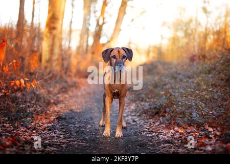 7 Year Old Rhodesian Ridgeback Rhodesian Ridgeback, 2 years old, standing in front of white background ...