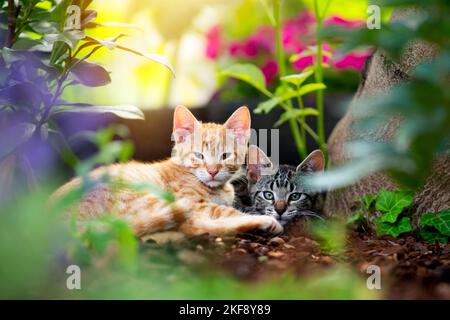 young European Shorthair Stock Photo