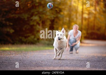 Labrador-Retriever-Shepherd in autumn Stock Photo