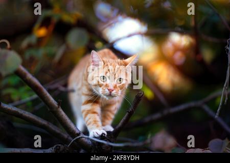 young tomcat Stock Photo