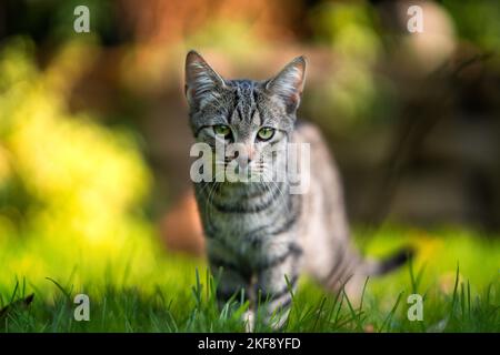 young tomcat Stock Photo