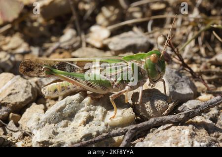 Detailed closeup on the Mediterranean Handsome grasshopper, Oedaleus decorus sitting on the ground Stock Photo