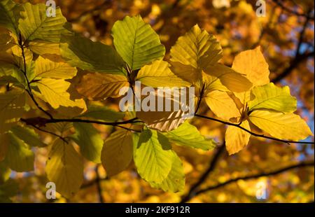 Colorful leaves of beech tree.18.11.2022 Bialystok Poland. Autumn colors and leaves in the sunshine autumn in the park. Stock Photo