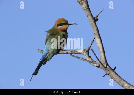 Rainbow bee-eater sitting on branch Stock Photo