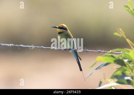 Rainbow bee-eater sitting on barbed wire fence Stock Photo