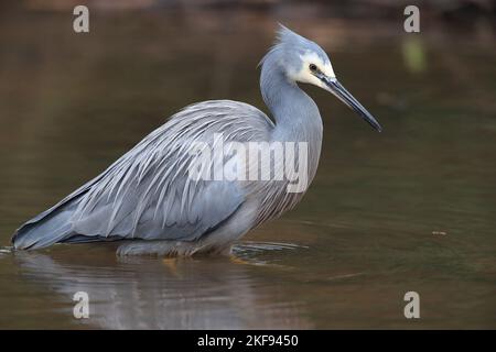 standing White-faced Egret Stock Photo