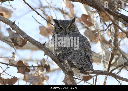 sitting Great Horned Owl Stock Photo