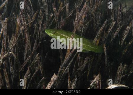 Juvenile Green wrasse (Labrus viridis) in Mediterranean Sea Stock Photo