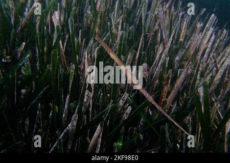 Syngnathus typhle rondeleti (Broadnosed pipefish or Deepnosed pipefish) Stock Photo