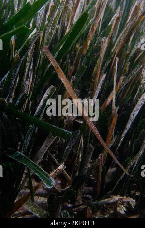 Syngnathus typhle rondeleti (Broadnosed pipefish or Deepnosed pipefish) Stock Photo