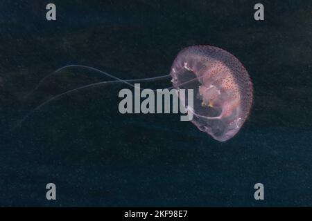 Luminescent jellyfish, Pink jellyfish, Mauve stinger, Purplestriped jelly or Purple jellyfish (Pelagia noctiluca)