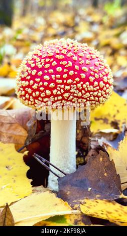 Fly agaric mushrooms with a red cap grow in the grass. After high-quality drying, the red fly agaric is used to prepare ointments, infusions and Stock Photo