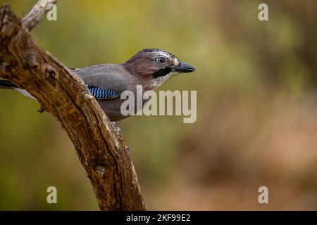 Common Jay or Garrulus glandarius, perched on a branch Stock Photo