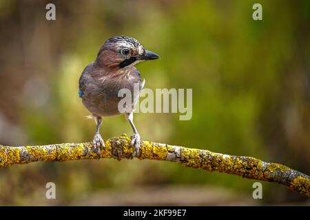 Common Jay or Garrulus glandarius, perched on a branch Stock Photo