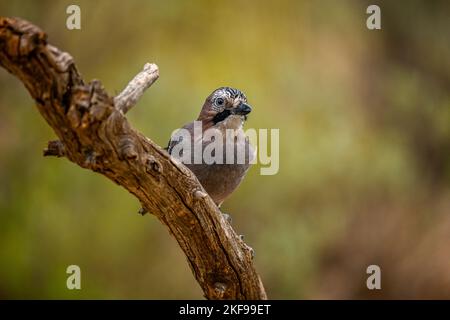 Common Jay or Garrulus glandarius, perched on a branch Stock Photo