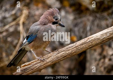 Common Jay or Garrulus glandarius, perched on a branch Stock Photo