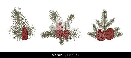 Set of Christmas botany compositions with pine tree branches and cones. Vector illustration in sketch style isolated on white background Stock Vector
