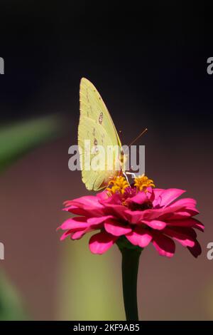 A macro shot of a yellow Cloudless sulphur butterfly, on a pink Common zinnia in the garden Stock Photo
