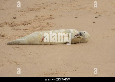 This baby is only a few hours old. Norfolk, UK: AN ADORABLE new-born pup was pictured just a few hours old dozing on a UK beach with its umbilical cor Stock Photo