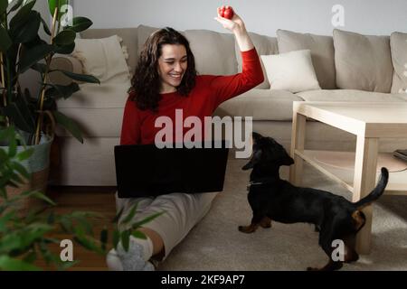 Young woman sitting on the floor trying to work on computer and playing with her dachshund dog Stock Photo