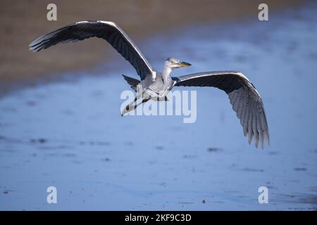 flying Grey Heron Stock Photo