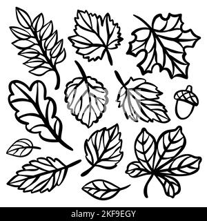 AUTUMN LINE LEAVES Monochrome Collection Of Plant Leaves Carved Openwork Contour Silhouettes For Plotter Cutting And Print Cliparts Vector illustratio Stock Vector